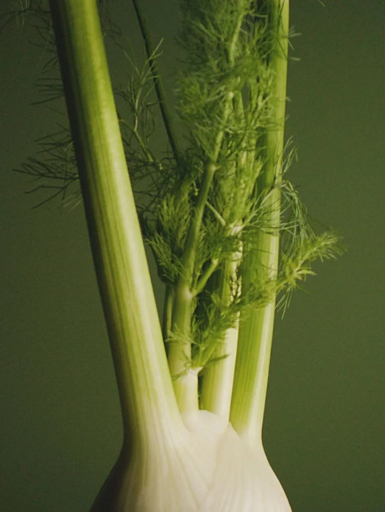 Close-up of fresh fennel stalks and fronds against a green background.